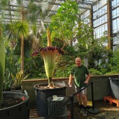 amorphophallus-3-herbert-2023