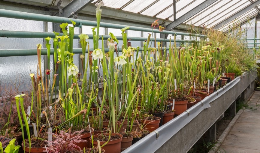 carnivore-planten-2-cdroseravzw