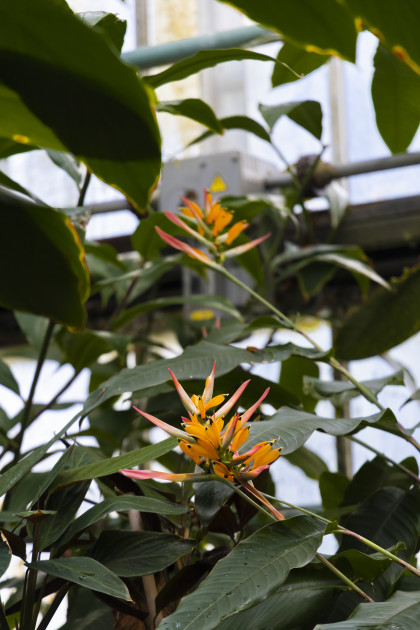 202202-gum-plantentuin-5 202202-gum-plantentuin-5