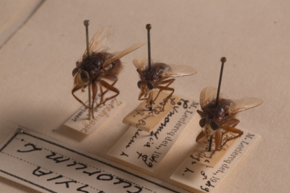 header-detail-fauna-der-lijken-nn-4509