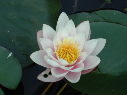 nymphaea-marliacea-carnea-2565