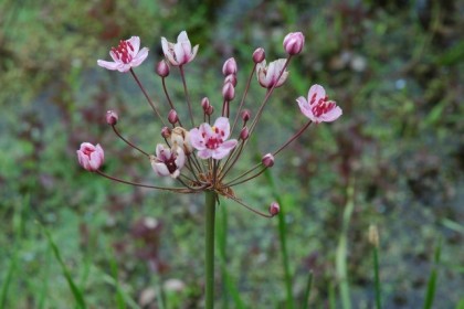 zwanenbloem-butomus-umbellatus-bg-20050615-d0206 zwanenbloem-butomus-umbellatus-bg-20050615-d0206