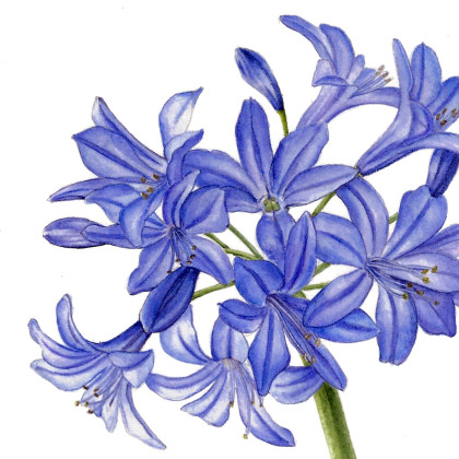 agapanthus-in-aquarel-1 agapanthus-in-aquarel-1