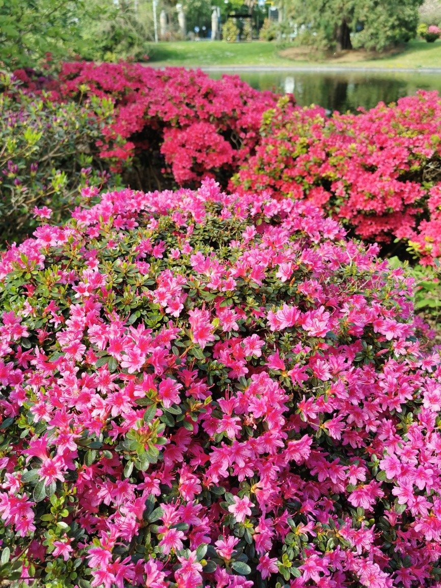 plantentuin-azaleas-verticaal-1