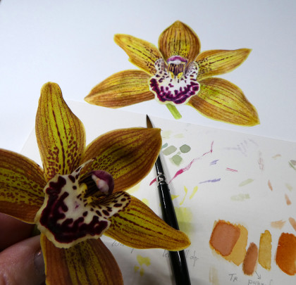 cymbidium-insta