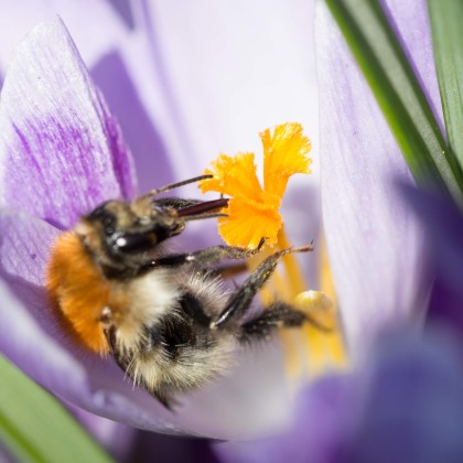 rondleiding-bestuiving-fallus-rondleiding rondleiding-bestuiving-fallus-rondleiding