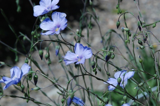 vezelplanten