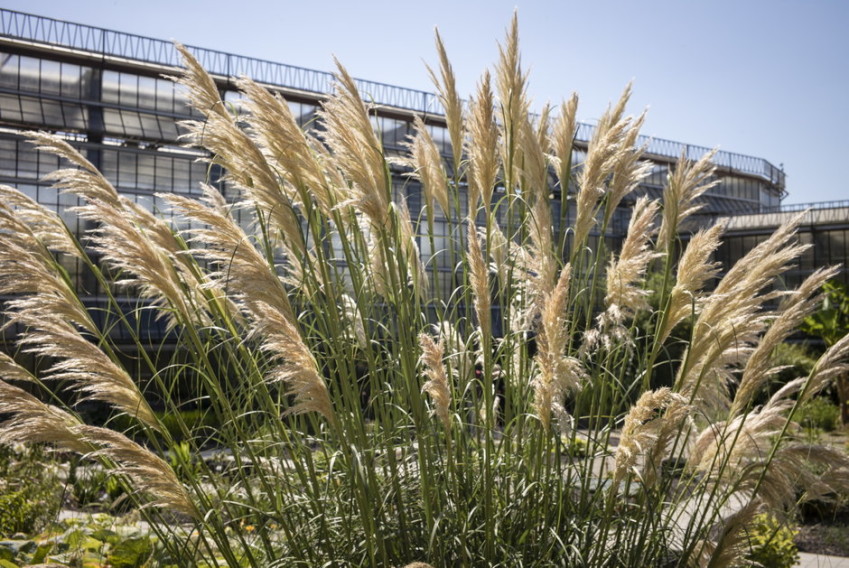 buitentuin-plantentuin-gras