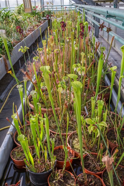 carnivoreplanten1-cdroseravzw carnivoreplanten1-cdroseravzw
