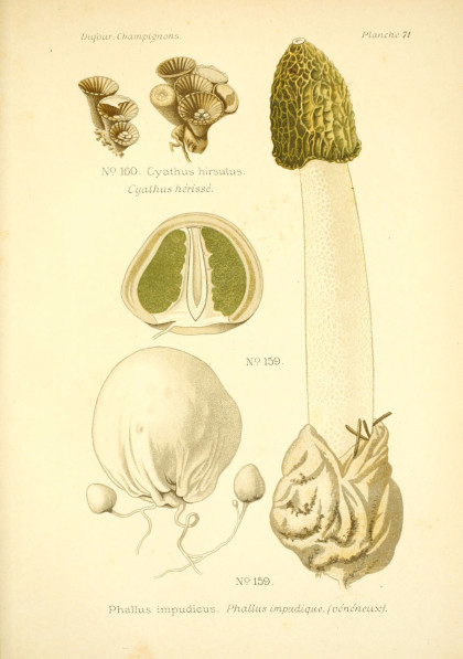 phallus-impudicus-dufour phallus-impudicus-dufour