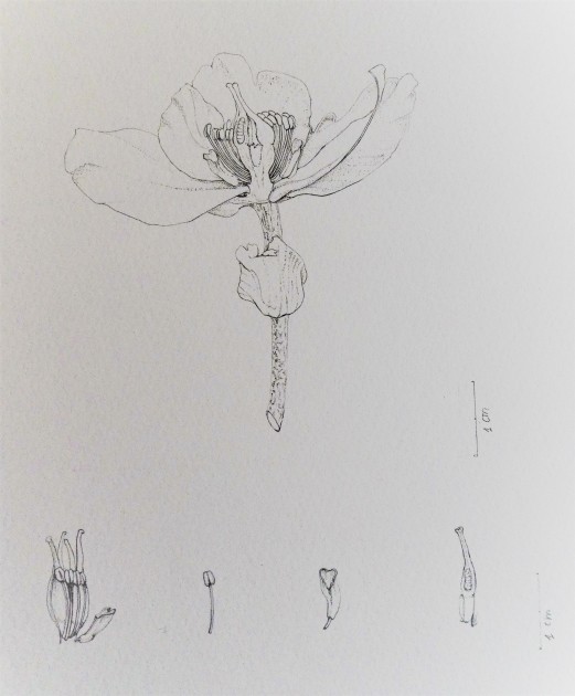 touw Mathis Kudde Botanisch tekenen - module zomerbloeiers (pen en inkt) | GUM - Gents  Universiteitsmuseum