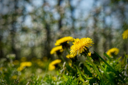 dandelion-40718498823johan-neve dandelion-40718498823johan-neve