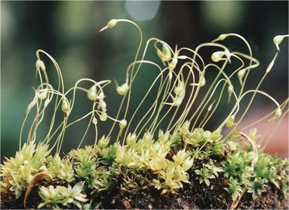 gewoon-krulmos-funaria-hygrometrica gewoon-krulmos-funaria-hygrometrica