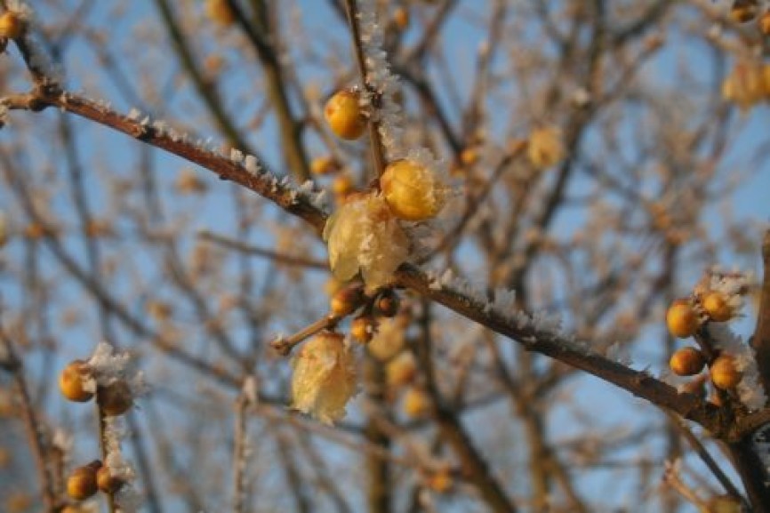 chimonanthus-bloem