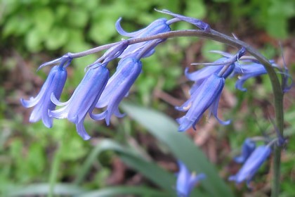 hyacinthoides-non-scripta-2021-05-02-beechview-04