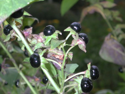 atropa-belladonna-5195