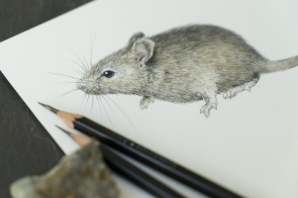 sven-bellanger-workshop-gallery-colour-foto-muis