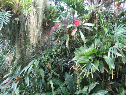 briljantste-plant briljantste-plant