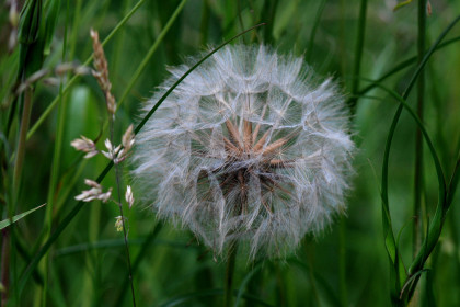 zaad-gele-morgenster-tragopogon-pratensis-pratensis-gbm-terr-20130618-d5063 zaad-gele-morgenster-tragopogon-pratensis-pratensis-gbm-terr-20130618-d5063