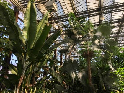 tropische-serre-1-plantentuin