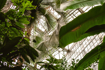 openingsmaand-serre-plantentuin-michiel-devijver