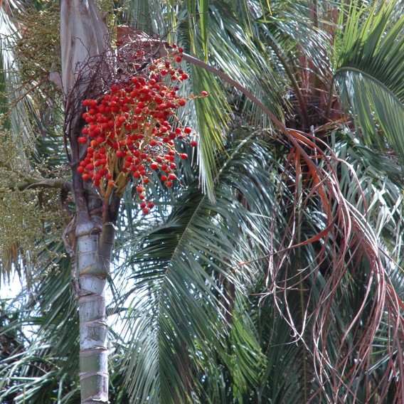 rondleiding-plantenjagers