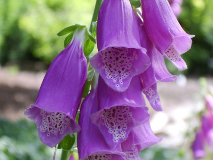 digitalis-purpurea-4